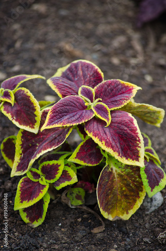 Coleus