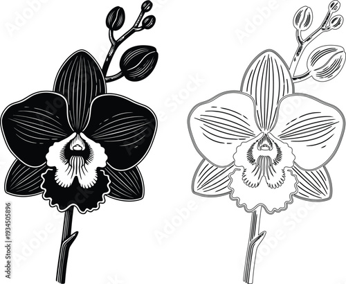 Detailed black and white line art orchid flower with buds and stem on transparent background