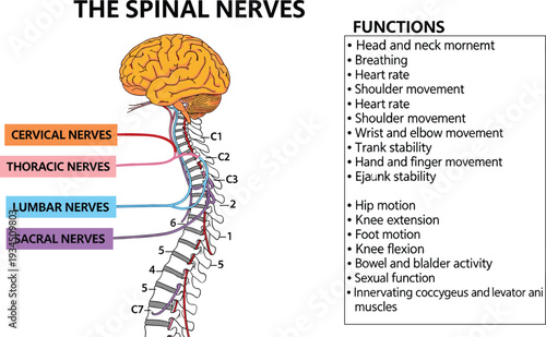 Medical educational illustration of human spinal nerves and brain showing cervical thoracic lumbar and sacral nerves with functions