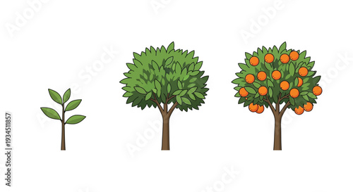 Illustration depicting the growth stages of an orange tree