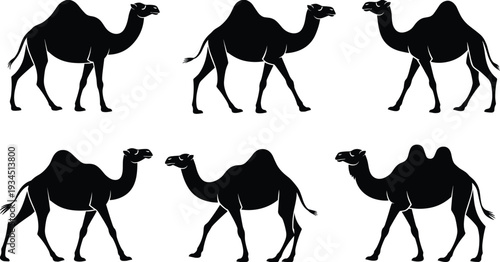 Camel silhouettes collection in various walking poses isolated on white background, desert animal wildlife vector illustration set