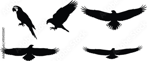 WebTropical bird and eagle silhouettes collection featuring parrots, macaws, and toucans in flying and perched poses for exotic wildlife vector.