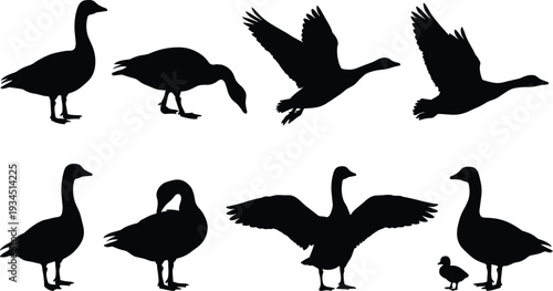 WebWaterfowl silhouette collection featuring preening goose, flying birds, feeding gander, mother with baby gosling, isolated black vector wildlife animal set,