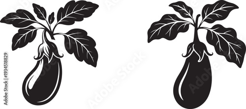 Eggplant vector illustration set with leaves and stem plant