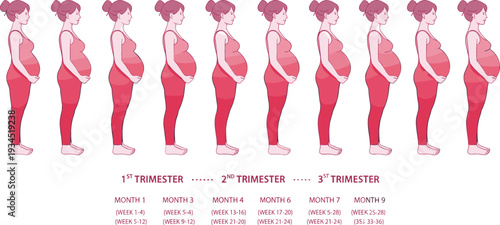 Pregnancy stages diagram showing fetal development through three trimesters with monthly progression and belly growth flat vector illustration