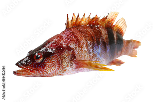 Obraz na płótnie Serranus Scriba, fish Painted Comber isolated on white background, clipping