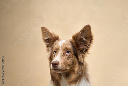 Fotografie A brown and white Border Collie poses upright, looking calmly at the camera
