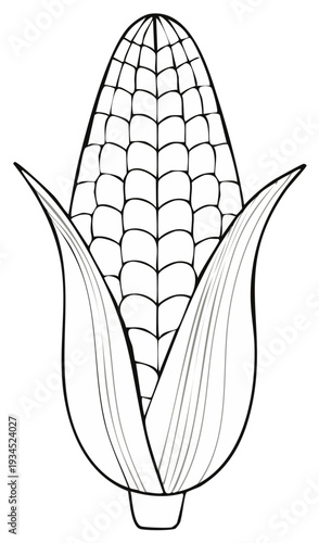 Corn Cob Black and White Line Art Illustration Fresh Harvest Grain Vegetable Crop