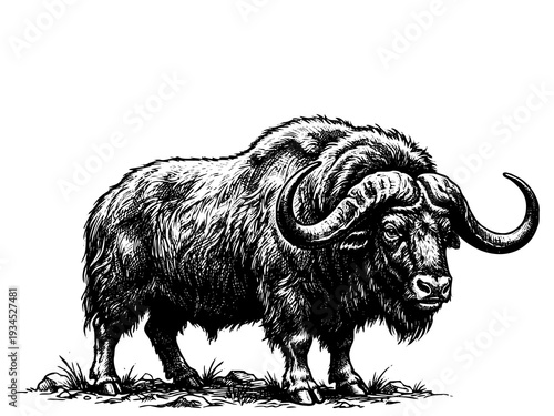 Musk Ox Arctic Strength Engraving