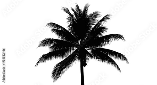 Silhouette of a single palm tree.