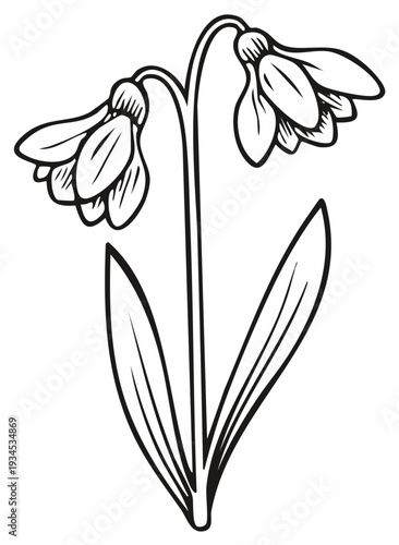 Snowdrop Flower Line Art Simple Floral Design Spring Blossom Outlines