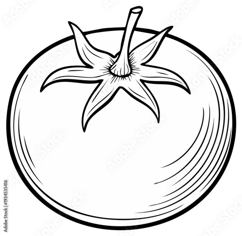 Ink drawing of a ripe tomato, featuring detailed linework and stem