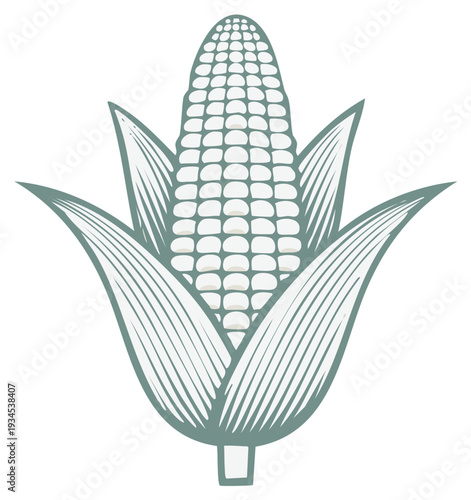 Vintage Style Corn Cob Illustration with Husk
