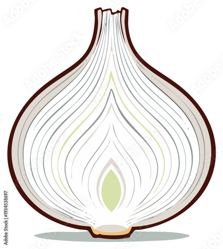 Illustration of a cross section of a fresh onion with detailed internal layers.