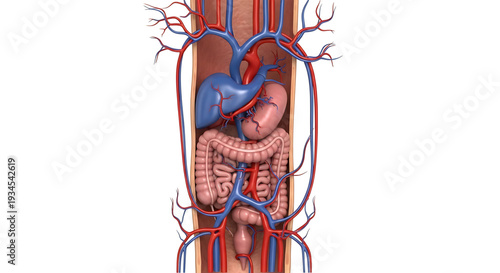 A detailed illustration of the human digestive system with blood vessels