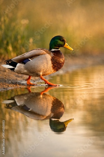 duck on the water