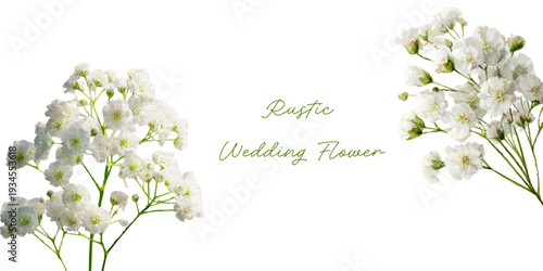 Delicate white gypsophila - baby's breath - with tiny airy blossoms, ideal for weddings and bouquets, symbolizing innocence, love and gentle, romantic charm
