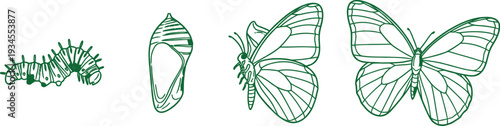 Life cycle stages of a butterfly egg larva pupa and adult