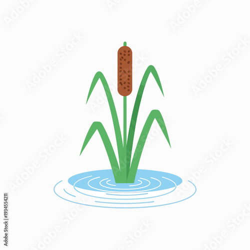 Cattail Plant with Brown Flower Illustration.