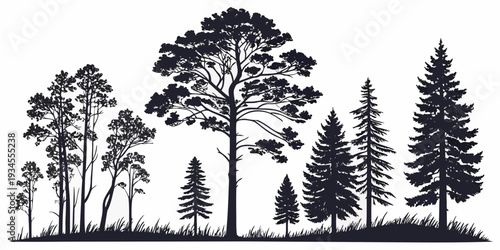 A serene forest scene with tall trees and a clear sky in the background