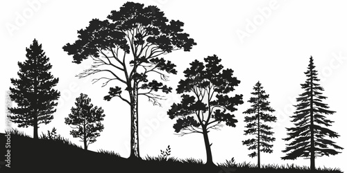 A serene forest scene with tall trees and a calm atmosphere in black and white