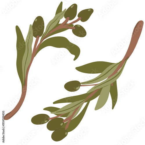 Set of two vector illustrations of brown branches with green olives and leaves.