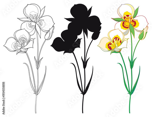 Set with Calochortus nuttallii or Sego lily flower, bud and leaves in black and color isolated on white background.