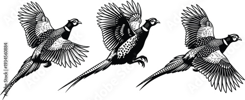 Black and white of three pheasants in flight birds flying birds wildlife