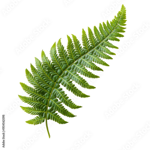 A vibrant green fern leaf on transparent background