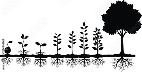 Plant growth stages illustration, seed to tree vector silhouette, nature development, root system, botanical evolution concept