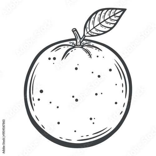Orange fruit, with a leaf, citrus, grapefruit, mandarin, satsuma, whole, black and white illustration, engraving isolated	
