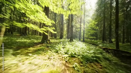 Serene Forest with Stream and Sunlight.