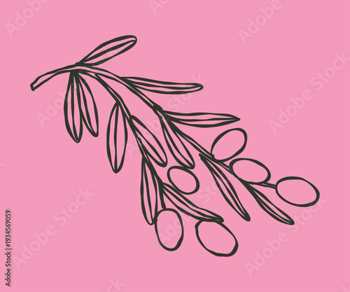 Whimsical doodle branch with olives. Hand drawn illustration.