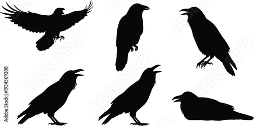 Raven silhouettes in flight and standing, black crow illustration, bird behavior study, wildlife design, gothic art, dark nature, animal anatomy concept