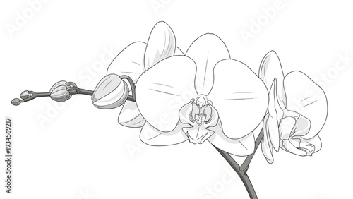 Elegant line art drawing of orchid flowers on a stem with delicate petals and buds on clean white background for botanical design.