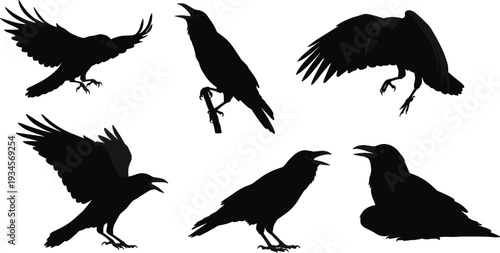 Raven silhouettes in flight and perched, black bird illustration, crow design, animal behavior study, wildlife art, gothic symbol, dark nature concept
