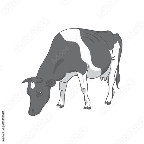 black and white cow