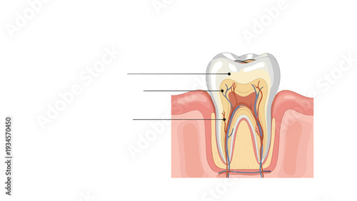 Anatomical diagram of a human tooth showing the enamel, dentin, pulp, and root structure within the gum line for dental education.