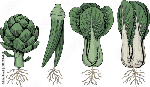 Detailed hand-drawn illustration of fresh green vegetables including artichoke, okra, bok choy, and cabbage.