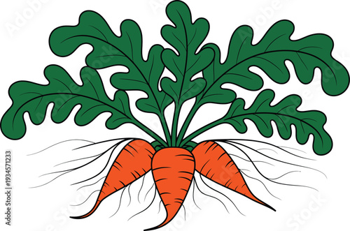 Vibrant illustration of fresh carrots with lush green leaves and visible roots, ready for harvest.