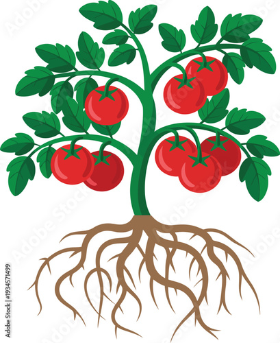 Healthy Tomato Plant with Ripe Red Fruits and Extensive Root System, Isolated on White Background, Vector Illustration