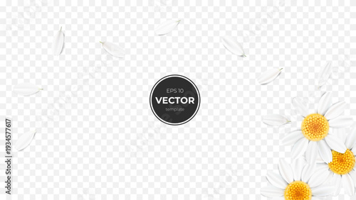 Bright daisy flowers with petals on a transparent background for graphic design.