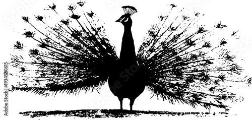 Elegant peacock silhouette in high contrast ink art for design projects