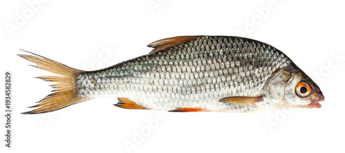 Roach fish isolated on a white background.