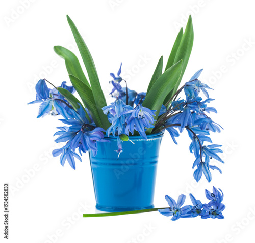 Scilla flowers in a bucket isolated on white background.