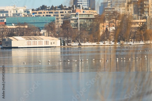 Canvas Print Gentle swans float on a mirror-like lake surrounded by modern buildings, reflecting a peaceful winter day