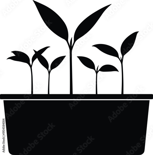 Black silhouette of young green plant seedlings growing in a rectangular garden pot, isolated on white background, spring gardening concept, growth.
