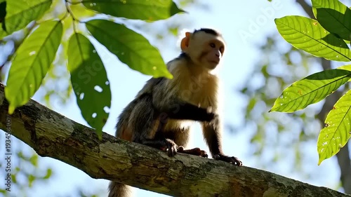 Monkey Sitting on Tree Branch Eating Fruit.