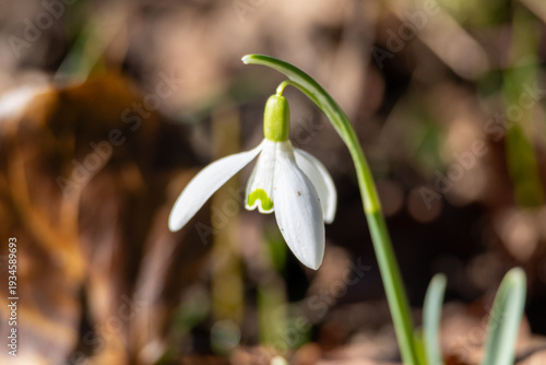 Cuadro en lienzo White snowdrop (Galanthus) – A delicate harbinger of spring in detail