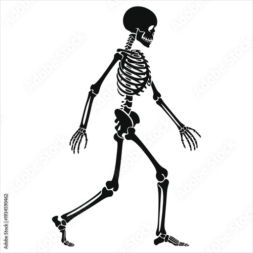 Black Silhouette of a Walking Skeleton, Horror Halloween Vector Icon, Spooky Human Bones Outline, Reanimated Dead Figure, Death Character, Scary Night Symbol, White Background Graphic Design Element, 